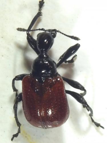 Réf. 233 082 : Compsapoderus erythropterus